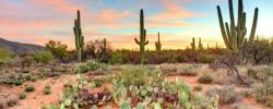 The Sacred Peyote Ceremony, peyote cactus in the desert