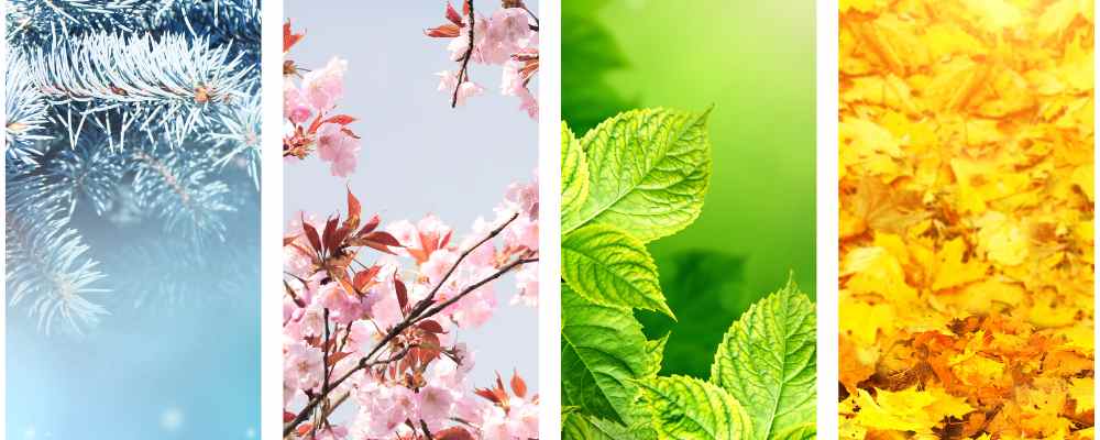 Tending to Your Soul's Seasons for Success l Aloee Wellness