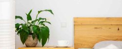 Indoor Plants: Nature's Spiritual Energy in Your Home l Aloee Wellness
