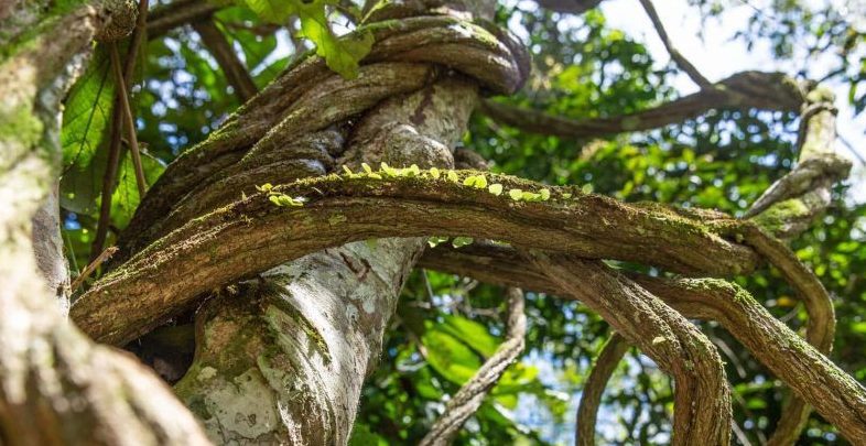 Unlocking the Secrets of Ayahuasca in Mexico l Aloee Wellness