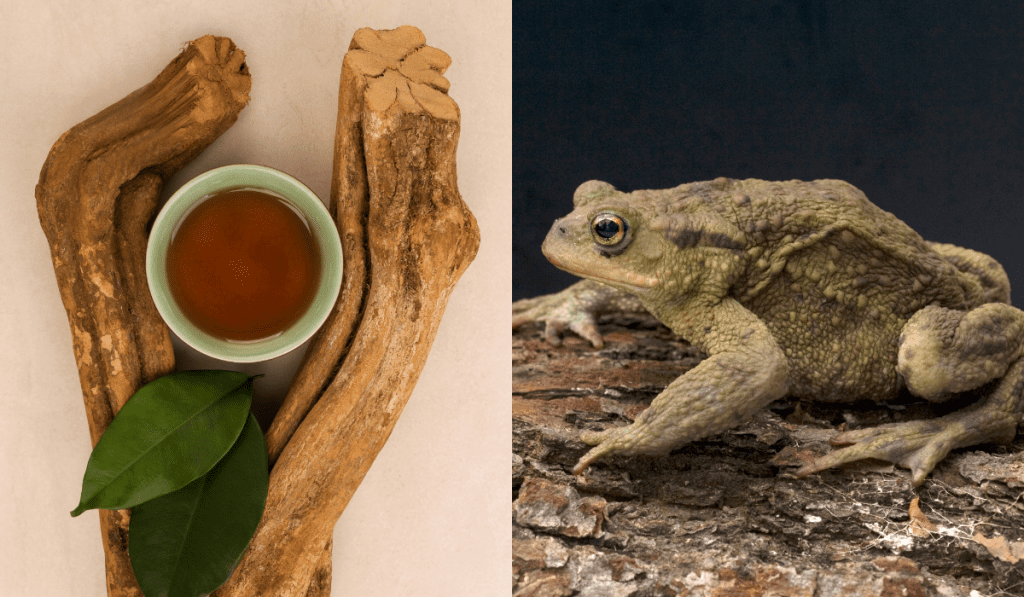 ayahuasca vs bufo