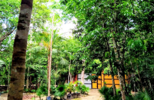 Private Ayahuasca Ceremony Cancun l Aloee Wellness